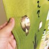 のれん 広い世界で