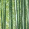 のれん 林（竹）